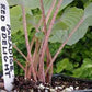 Paradise Red Delight Hosta Plants online shopping