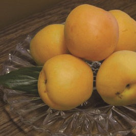 Debbie’s Gold Apricot Self Fertile Prairie Hardy Fruit Tree
