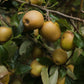 Golden Russet Heritage Apple