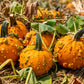 Baby Bumps F1 Pumpkin Seeds online shopping