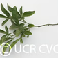 Trifoliate x Ruby Orange Rusk Citrange Trifoliate Hybrid Budwood citrus plant material online shopping