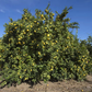 Limoneira 8A Lisbon Lemon Budwood citrus plant material online shopping