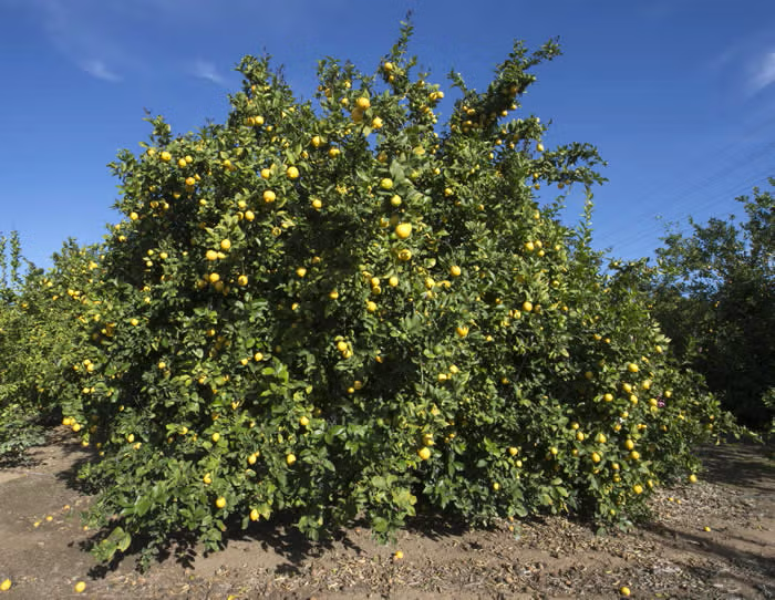Limoneira 8A Lisbon Lemon Budwood citrus plant material online shopping