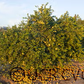 Giant Key Lime Budwood citrus plant material online shopping