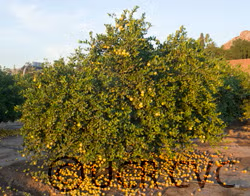 Giant Key Lime Budwood citrus plant material online shopping