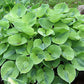 Luna Moth Hosta Plants online shopping