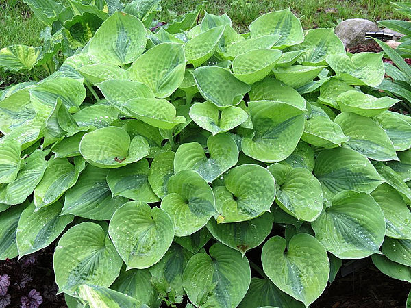 Luna Moth Hosta Plants online shopping