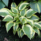Lakeside Spruce Goose Hosta Plants online shopping
