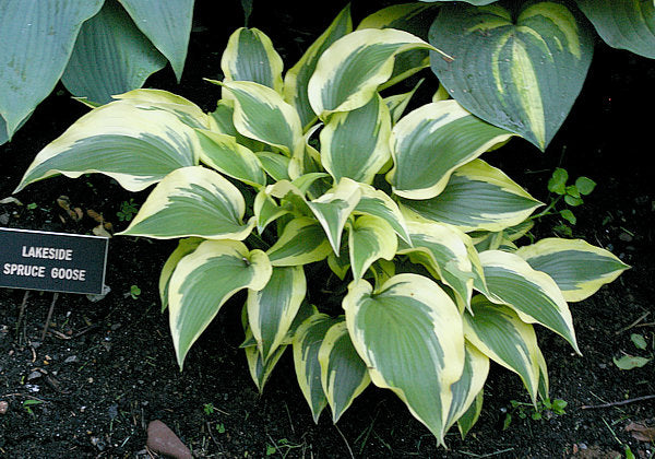 Lakeside Spruce Goose Hosta Plants online shopping