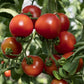 Principe Borghese Tomato