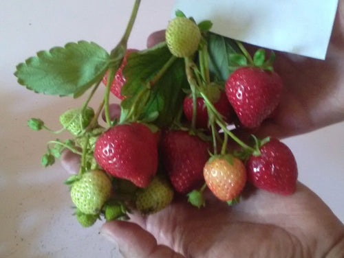 Cabrillo Day Neutral Strawberry