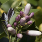 Limoneira 8A Lisbon Lemon Budwood citrus plant material online shopping