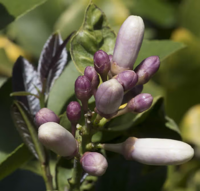 Limoneira 8A Lisbon Lemon Budwood citrus plant material online shopping