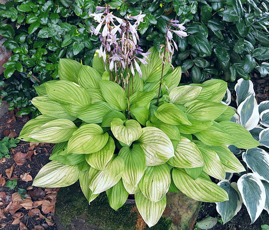 Blackfoot Hosta Plants online shopping