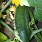 Wisconsin SMR-58 Cucumber Seeds online shopping