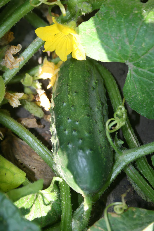 Wisconsin SMR-58 Cucumber Seeds online shopping