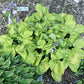 Ladybug Hosta Plants online shopping