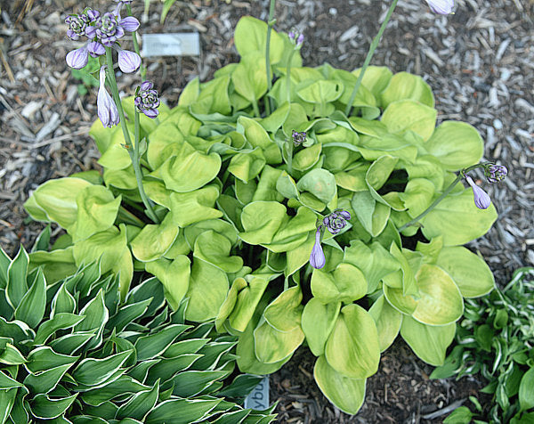 Ladybug Hosta Plants online shopping