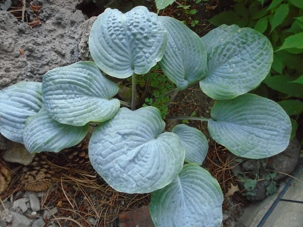 Blueberry Waffles Hosta Plants online shopping