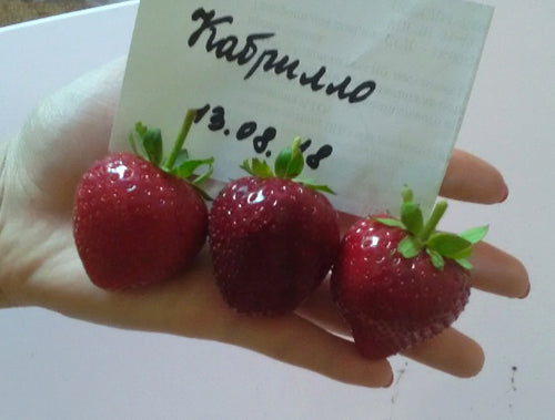 Cabrillo Day Neutral Strawberry