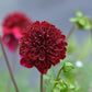 Rock Star Dahlia