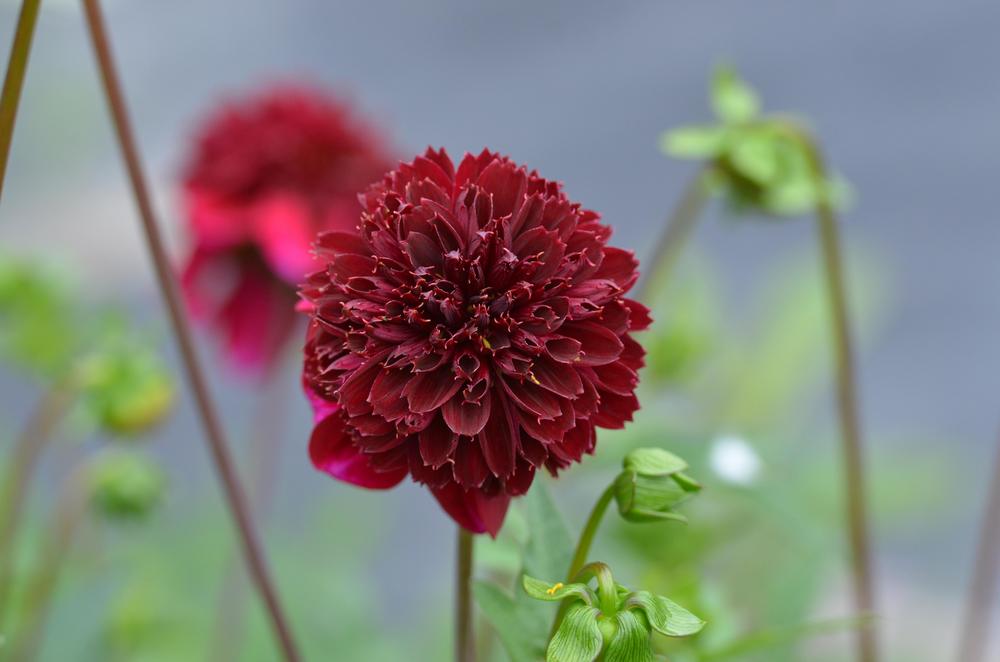 Rock Star Dahlia