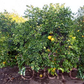 Kao Pan Pummelo Budwood citrus plant material online shopping