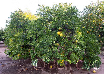 Kao Pan Pummelo Budwood citrus plant material online shopping