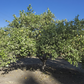 Variegated Pink Fleshed Eureka Lemon Budwood citrus plant material online shopping