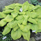 Rosedale Golden Goose Hosta Plants online shopping