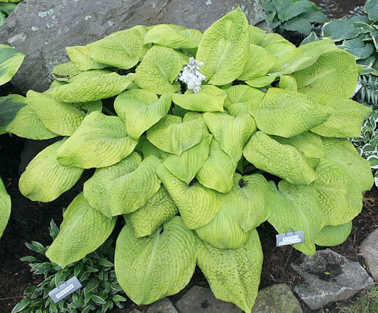 Rosedale Golden Goose Hosta Plants online shopping