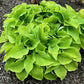 Cheatin Heart Hosta Plants online shopping