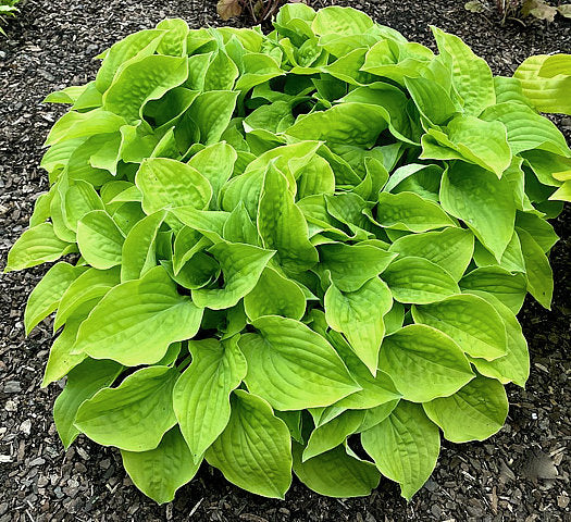 Cheatin Heart Hosta Plants online shopping