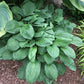 Goober Hosta Plants online shopping