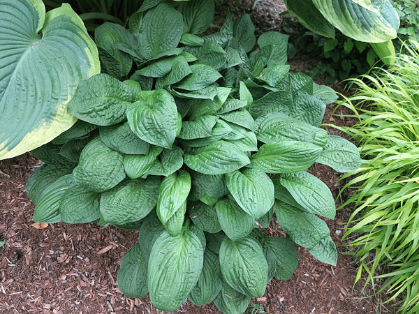 Goober Hosta Plants online shopping
