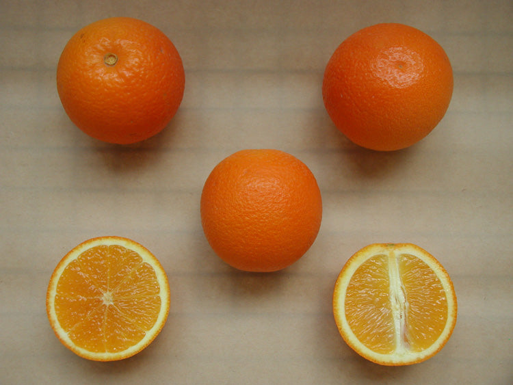 Cadenera Sweet Orange Budwood citrus plant material online shopping
