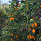 Akcay Sekeri Sweet Orange Budwood citrus plant material online shopping