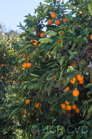 Akcay Sekeri Sweet Orange Budwood citrus plant material online shopping