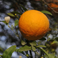 C-32 Citrange Trifoliate Hybrid Budwood citrus plant material online shopping