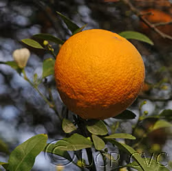 C-32 Citrange Trifoliate Hybrid Budwood citrus plant material online shopping