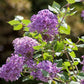 Bloomerang® Dark Purple Lilac Standard