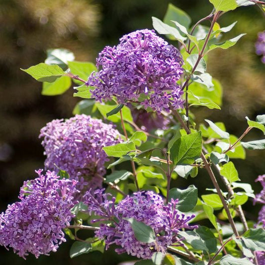 Bloomerang® Dark Purple Lilac Standard