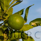 Persian Lime Budwood citrus plant material online shopping