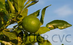 Persian Lime Budwood citrus plant material online shopping