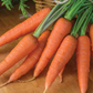Yaya F1  Carrot