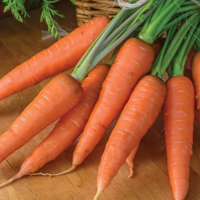 Yaya F1  Carrot