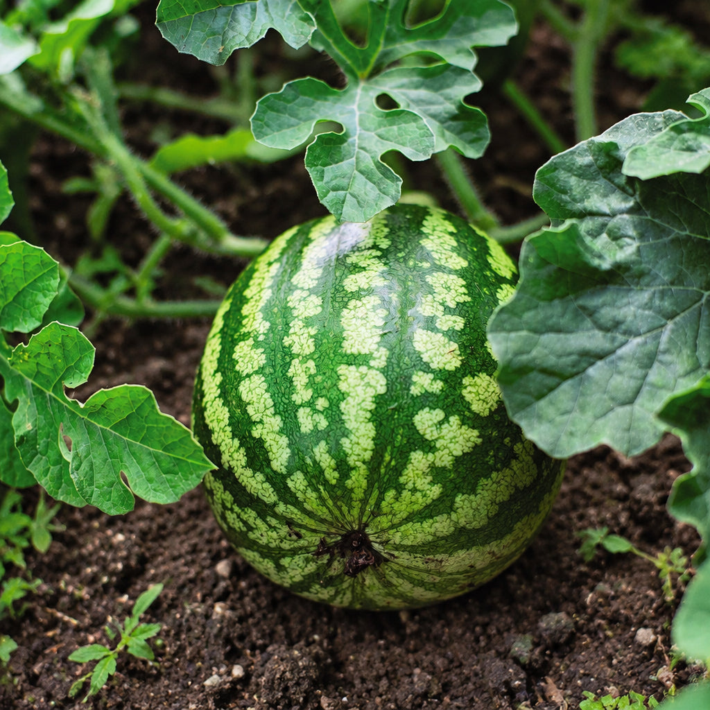 Black Beauty Mini Watermelon