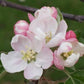 Fameuse Snow Heirloom Apple Tree Flowers