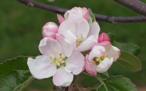 Fameuse Snow Heirloom Apple Tree Flowers