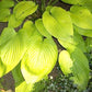 Miki Hosta Plants online shopping